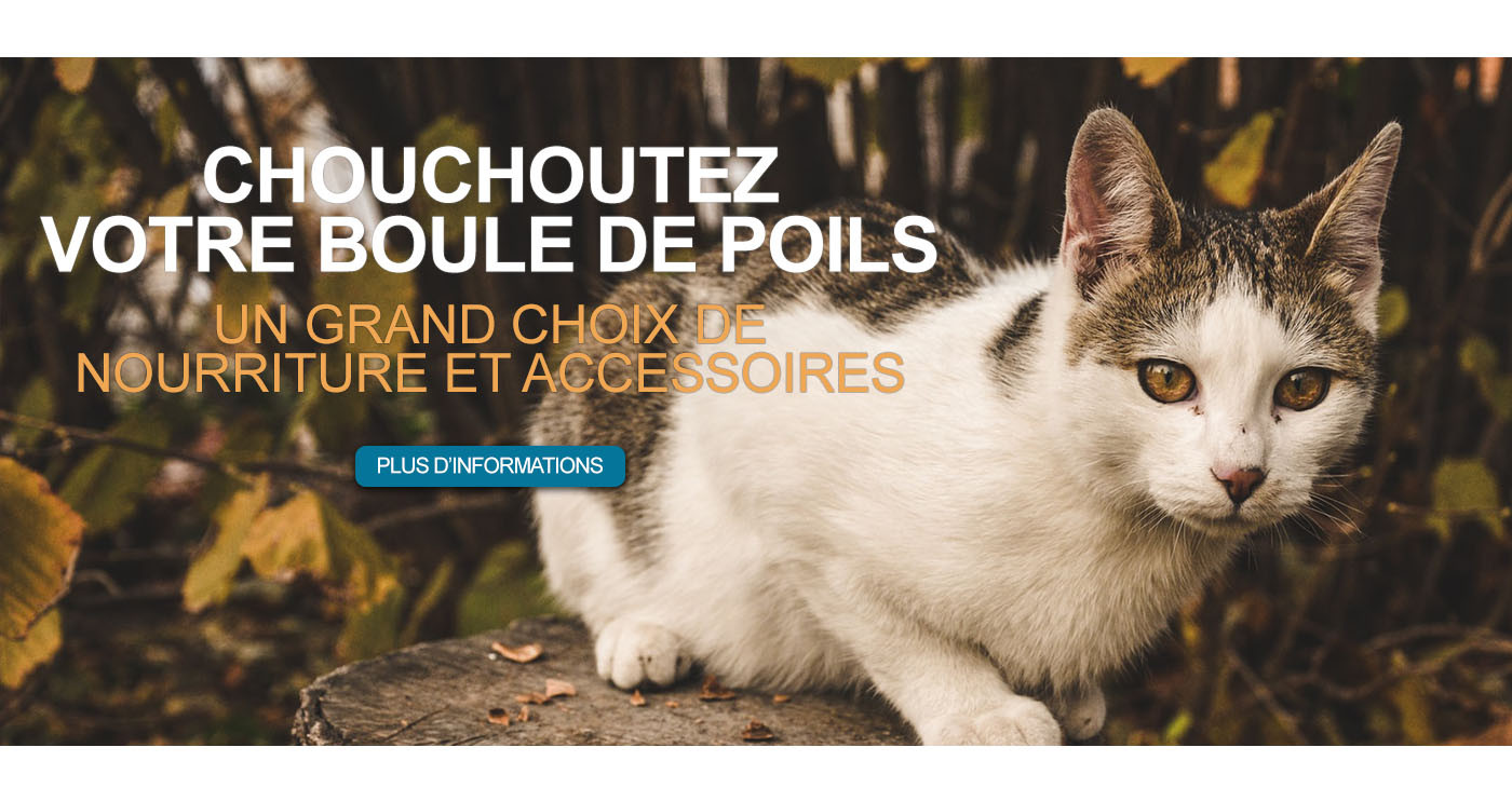 Chouchoutez votre boule de poils