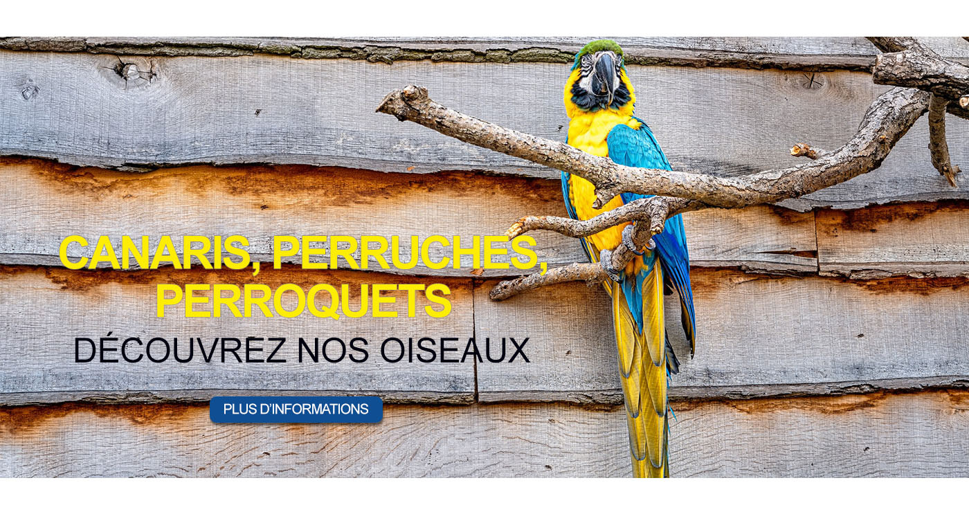 Découvrez nos oiseaux